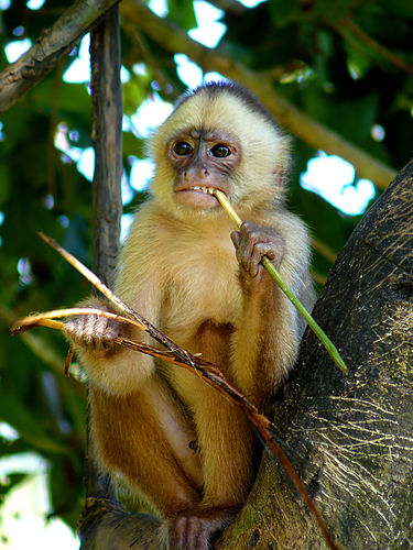 White-fronted capuchin